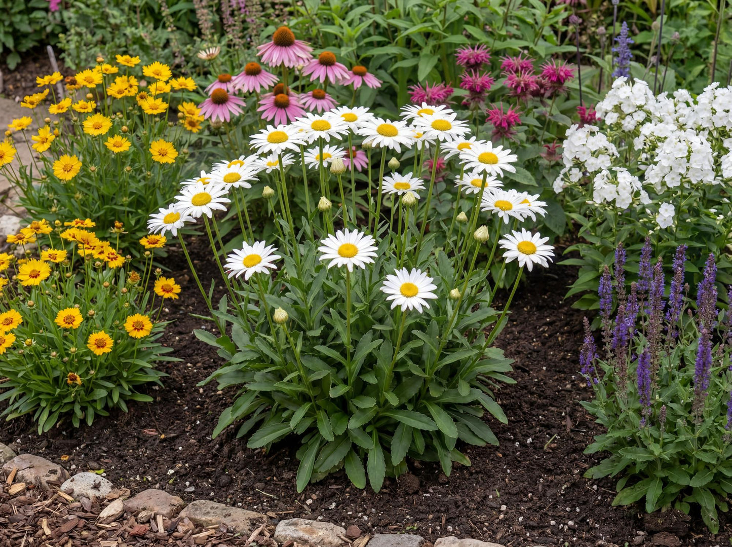 Darling Daisy Supreme Shasta Daisy