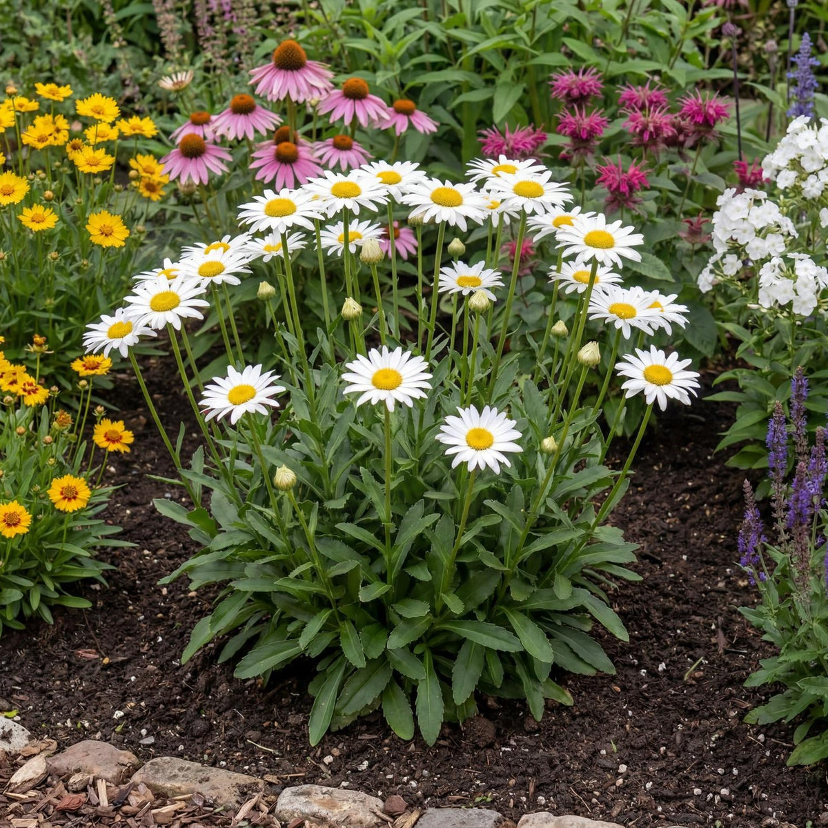 Darling Daisy Supreme Shasta Daisy