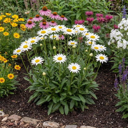Darling Daisy Supreme Shasta Daisy