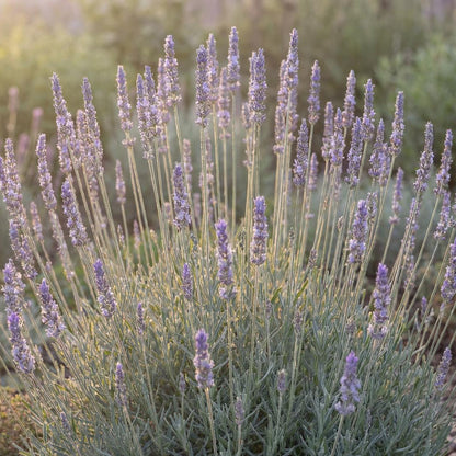 Phenomenal Lavender