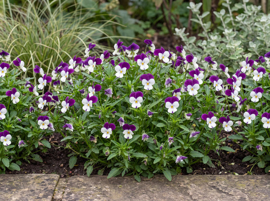 Penny White Jump Up Viola