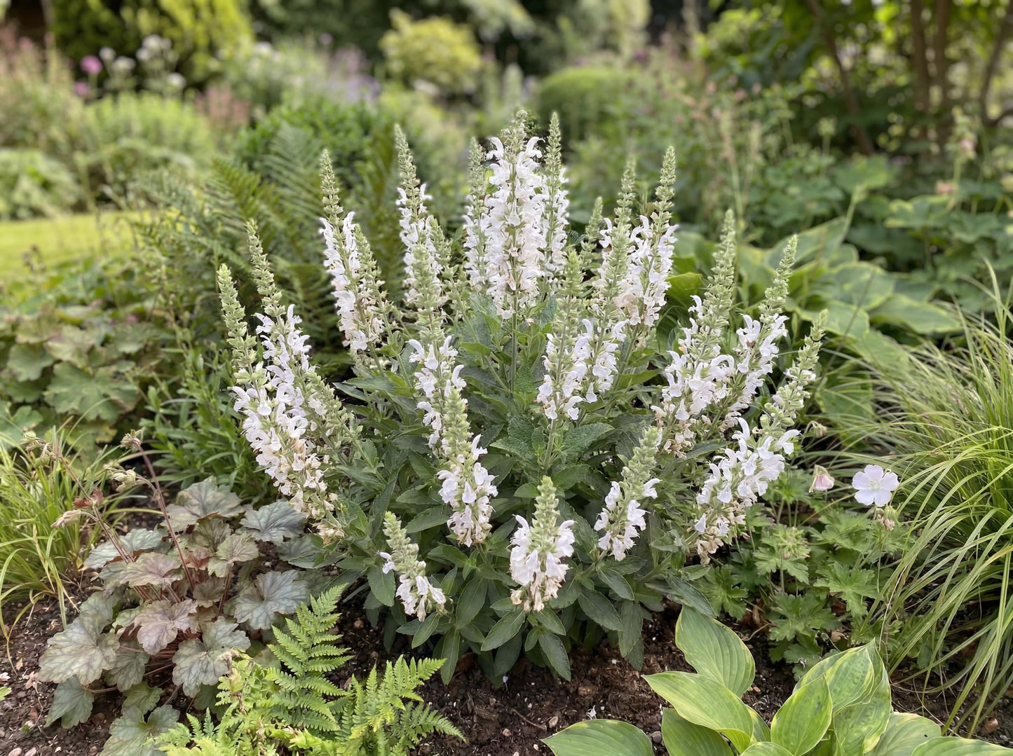 Sallyfun Pure White Salvia