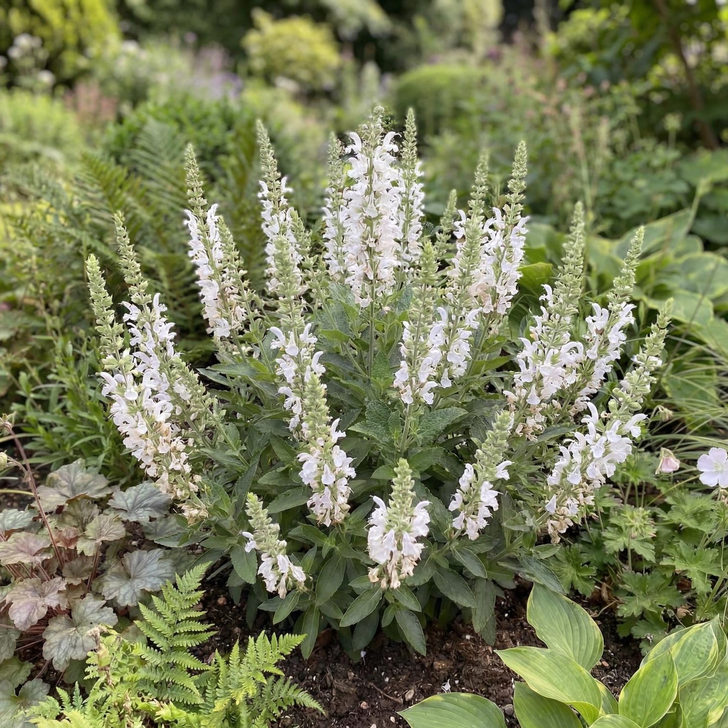 Sallyfun Pure White Salvia