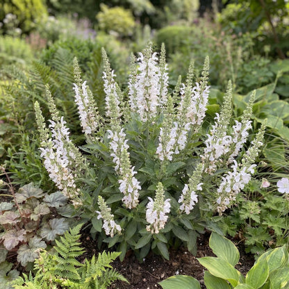 Sallyfun Pure White Salvia