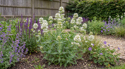 Albus White Valerian