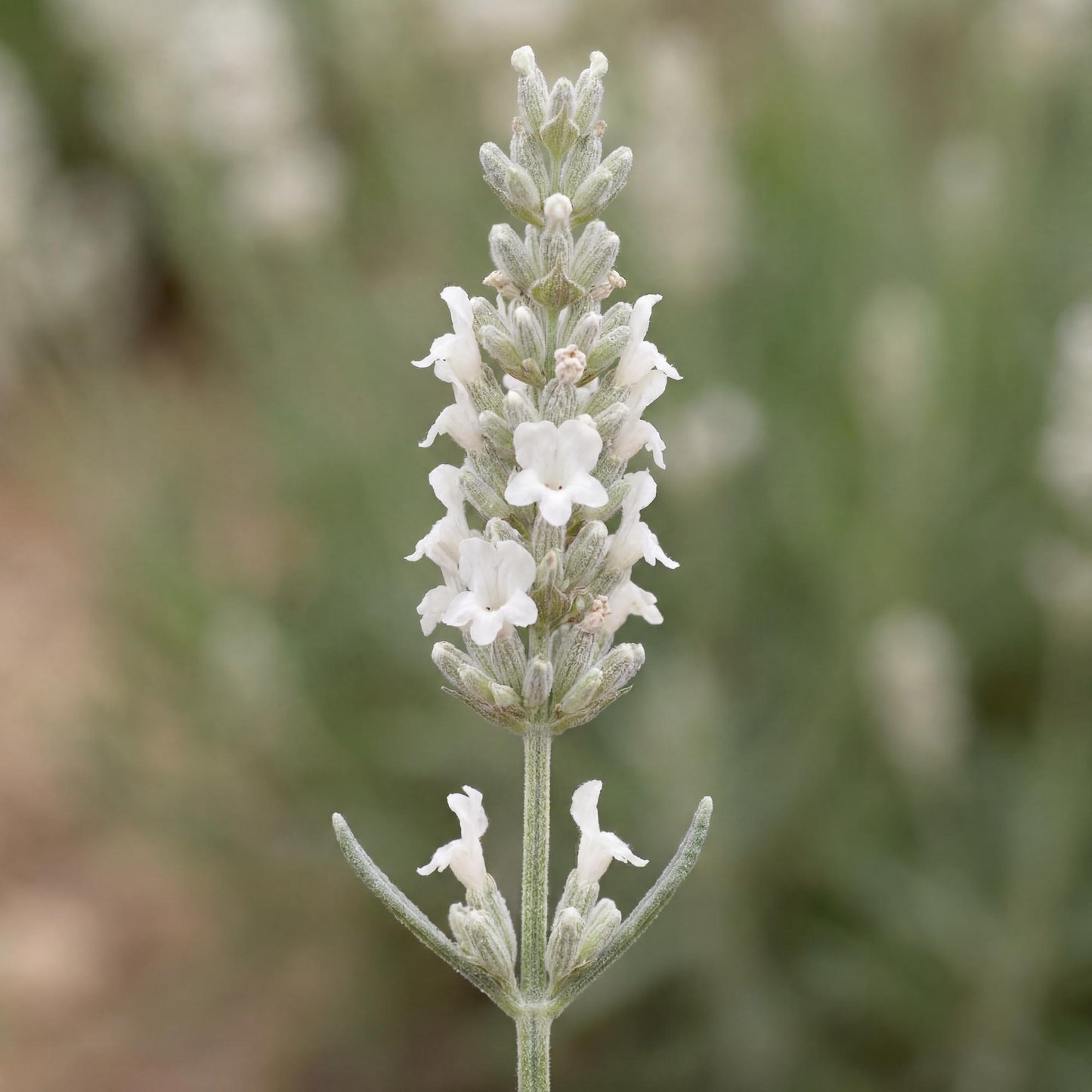Alba White Floral Lavender