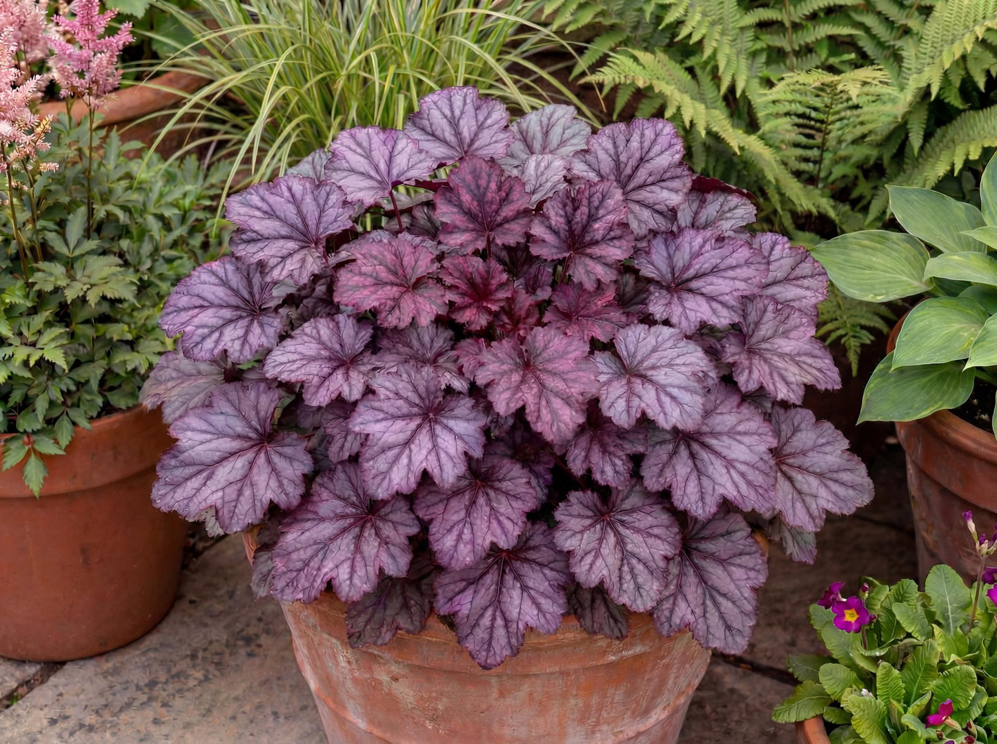 Kira Purple Rain Forest Heuchera