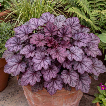 Kira Purple Rain Forest Heuchera