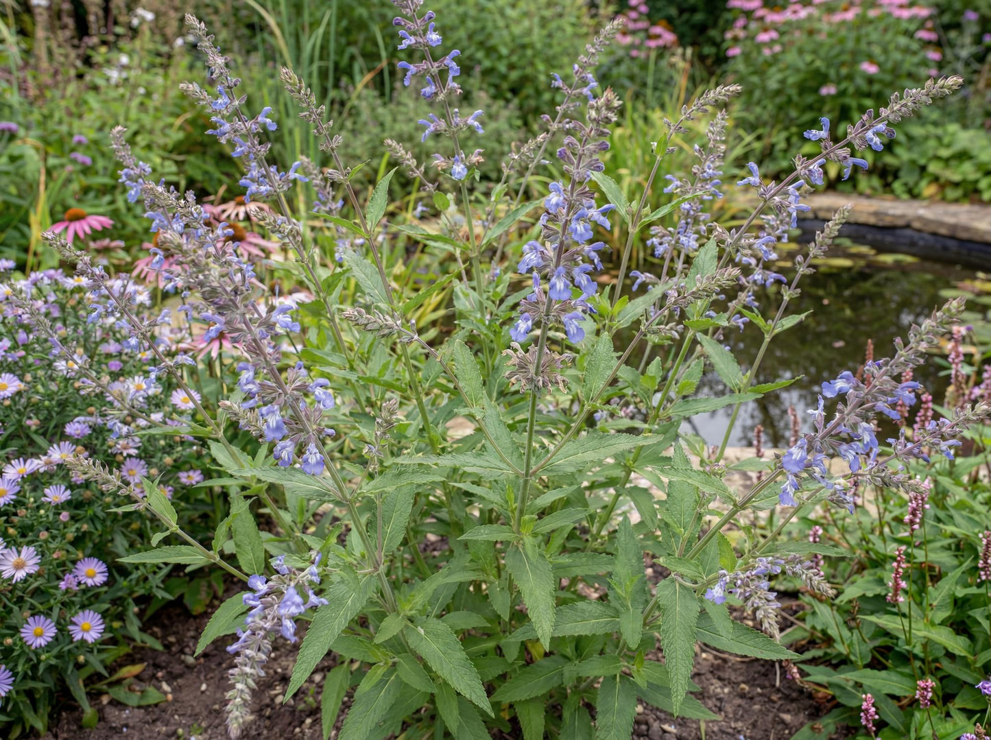 Bog Sage