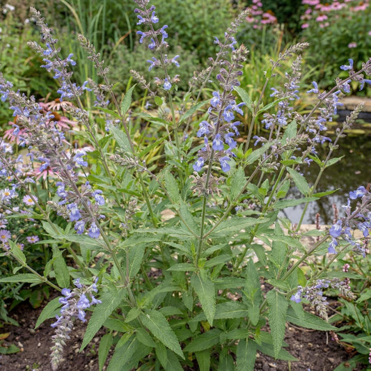 Bog Sage