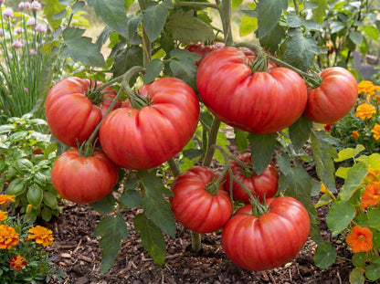 Brandywine Tomato