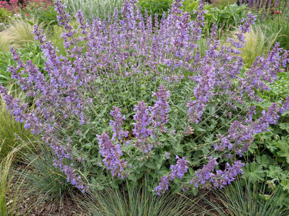 Six Hills Giant Catmint