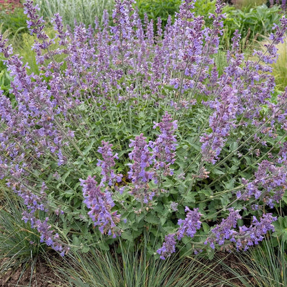 Six Hills Giant Catmint