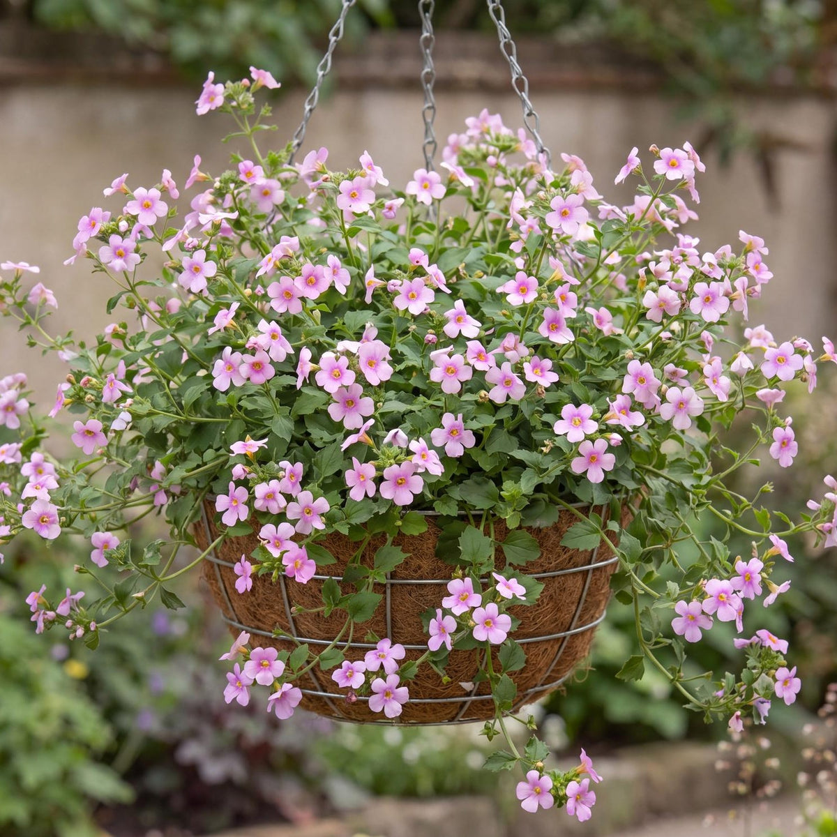 Everest Cherry Blossom Bacopa