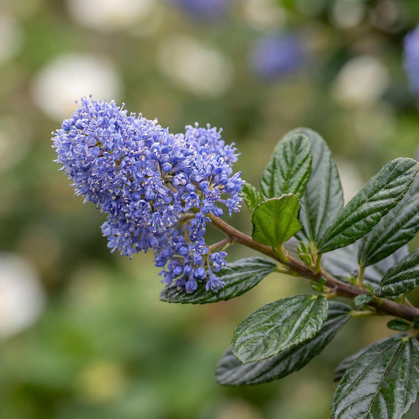 Carmel Creeper Ceanothus