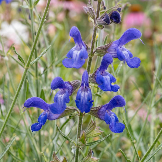 Blue Willow West Texas Grass Sage