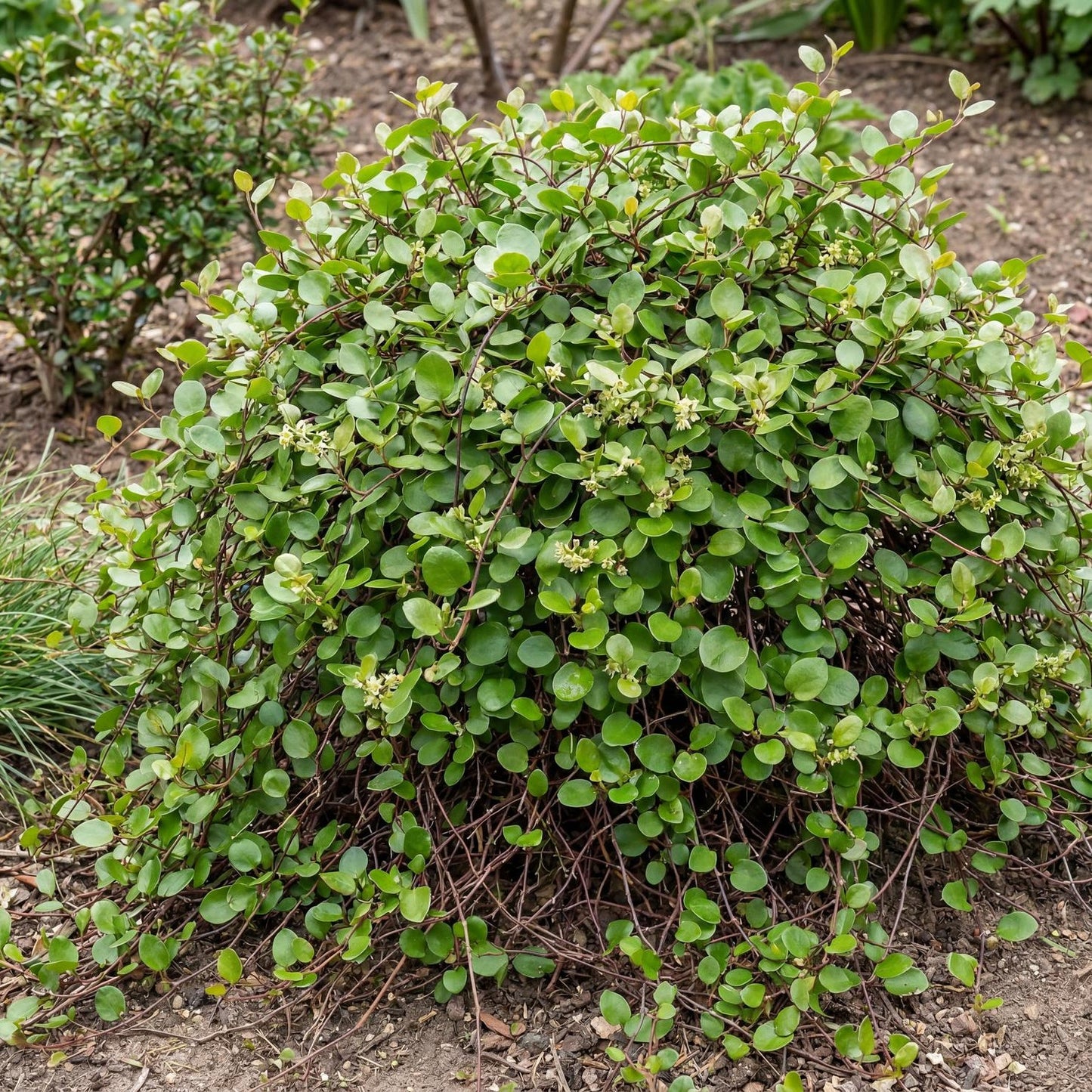 Big Leaf Creeping Wire Vine