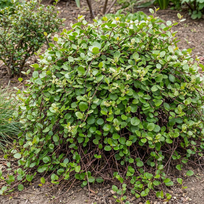 Big Leaf Creeping Wire Vine