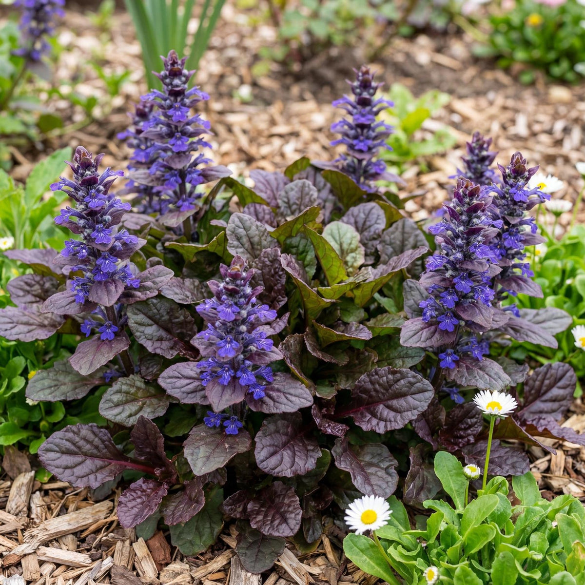 Black Scallop Ajuga