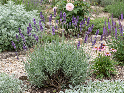 Munstead English Lavender
