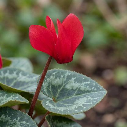 Scarlet Winfall Cyclamen