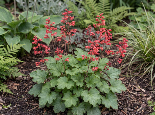 Coral Petite Coral Bells