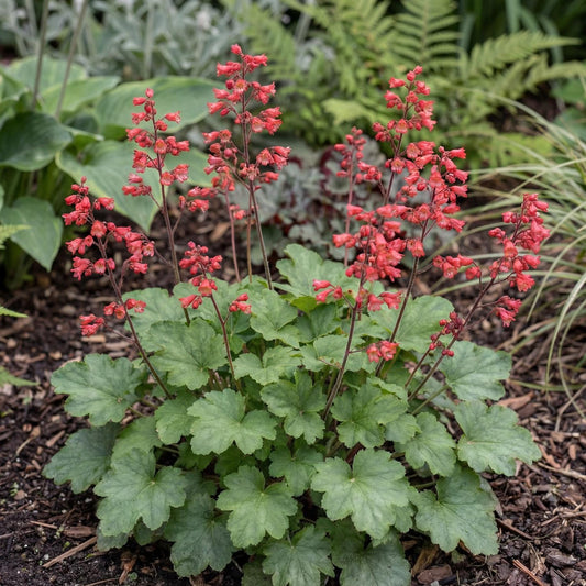 Coral Petite Coral Bells