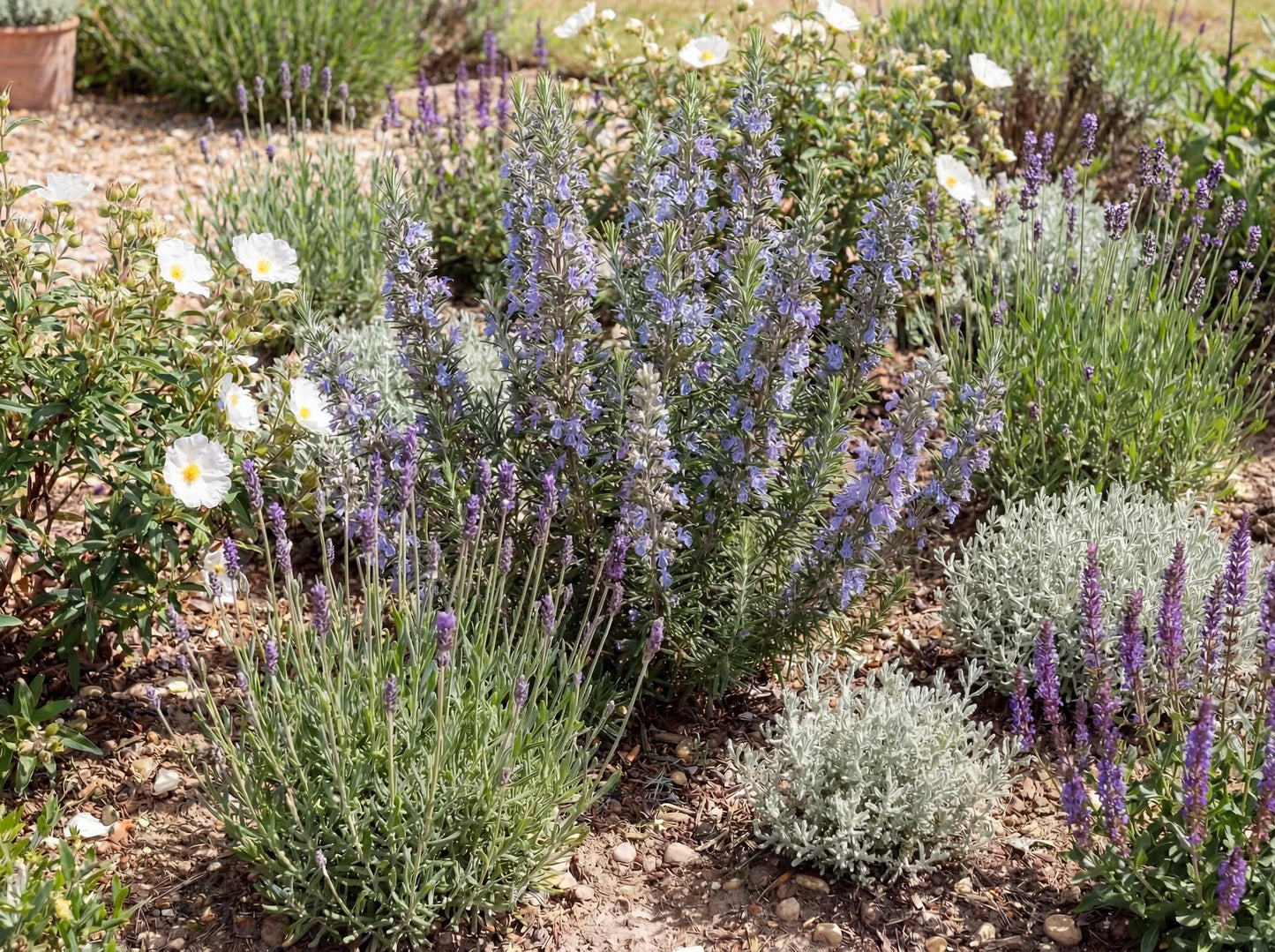 Tuscan Blue Rosemary - Narrow Leaf