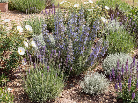 Tuscan Blue Rosemary - Narrow Leaf