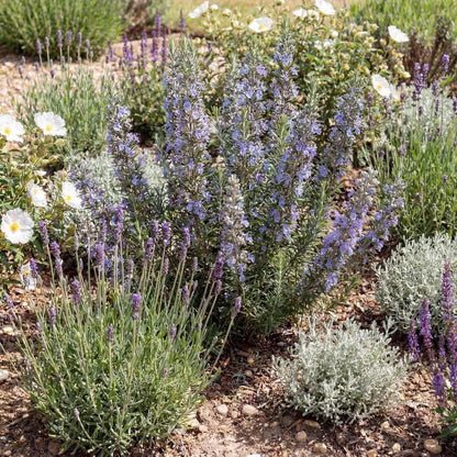 Tuscan Blue Rosemary - Narrow Leaf