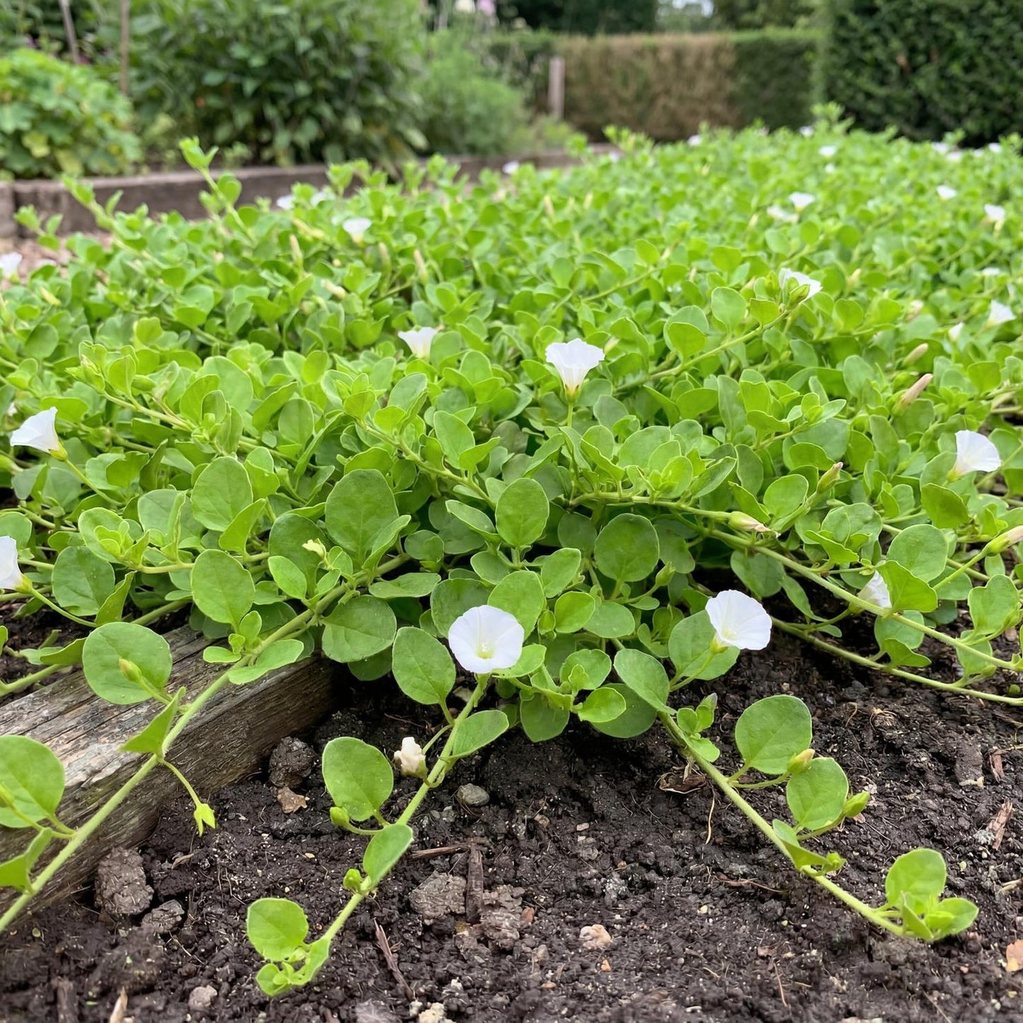 White Floral African Morning Glory Falkia