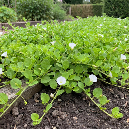 White Floral African Morning Glory Falkia
