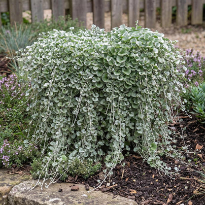 Silver Falls Dichondra