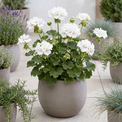 Calliope Large White Geranium