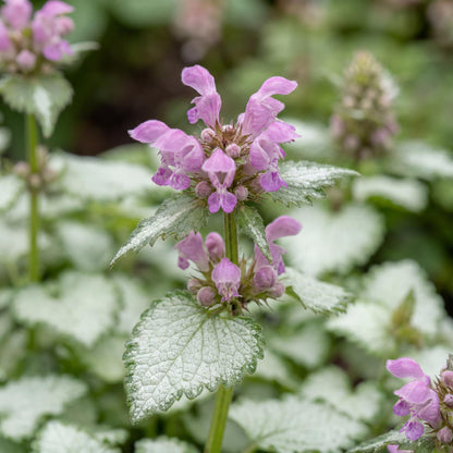 Orchid Frost Grande Lamium