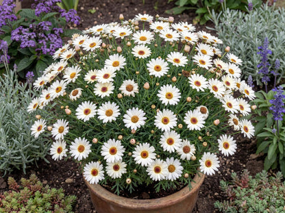 Grandaisy Ivory Halo Marguerite Daisy Argyranthemum