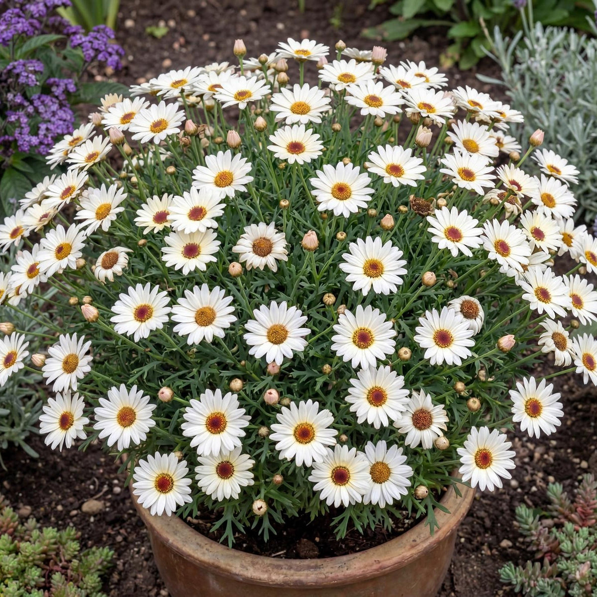 Grandaisy Ivory Halo Marguerite Daisy Argyranthemum