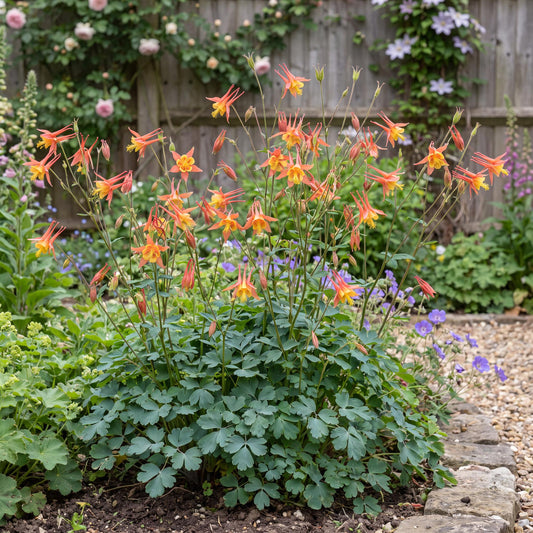 Tequila Sunrise Columbine
