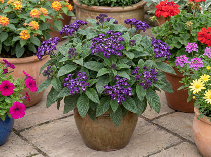 Midnight Sky Heliotrope