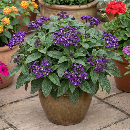 Midnight Sky Heliotrope
