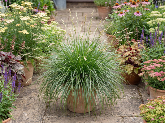 Pomona Carex