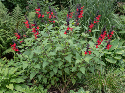 Royal Bumble Salvia