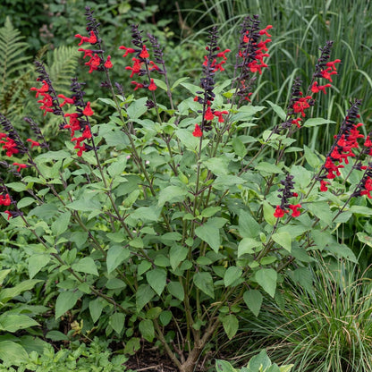 Royal Bumble Salvia