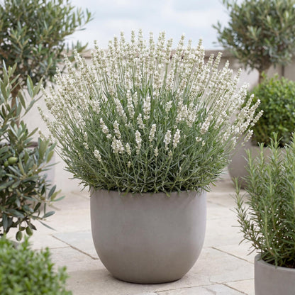 Alba White Floral Lavender