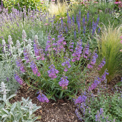 Catherine de la Mare Penstemon