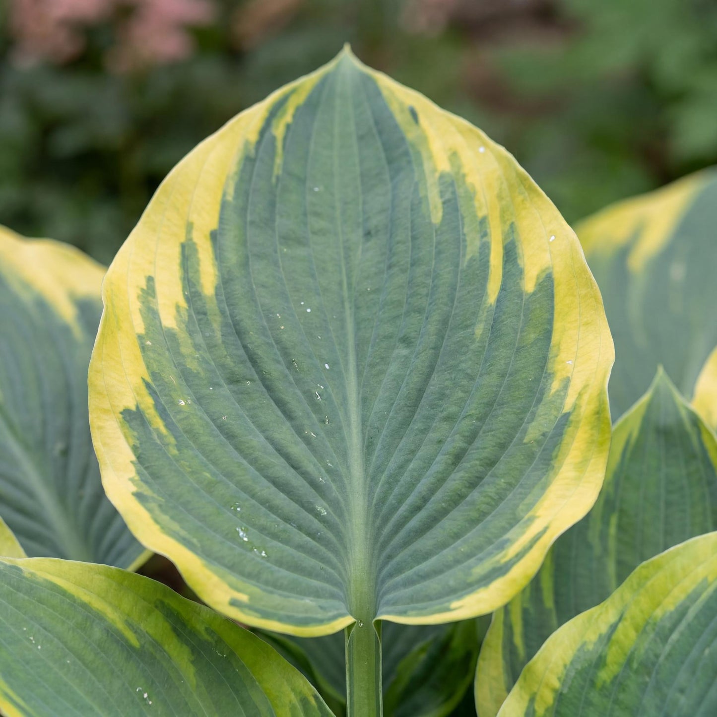 First Frost Hosta