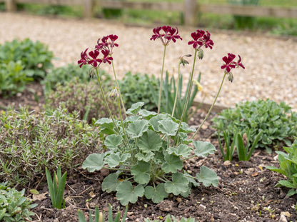 Sidoides Geranium