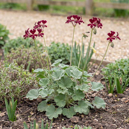Sidoides Geranium