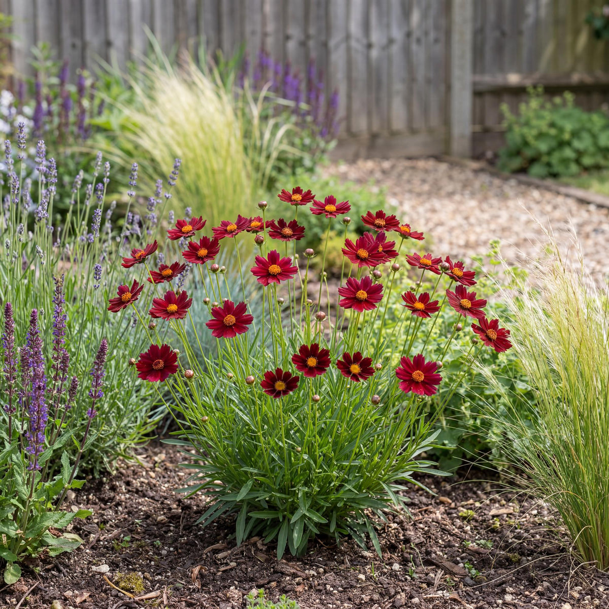Red Elf Tickseed, Coreopsis Little Bang, flowers over a long season for pollinators and small bouquets