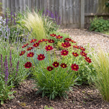Red Elf Tickseed, Coreopsis Little Bang, flowers over a long season for pollinators and small bouquets